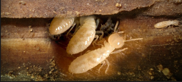 Termite Damage Facts White Ants Nest Baby Termites
