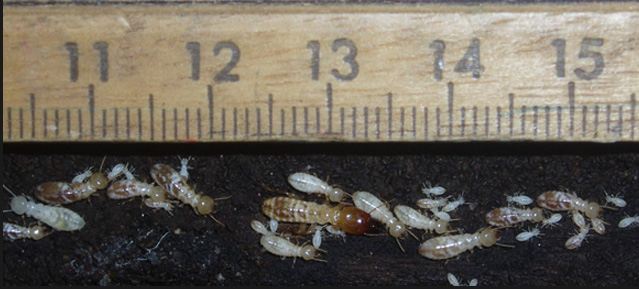 White Termites and Soldier Termites in Sydney showing their size, termite pest control and barrier systems