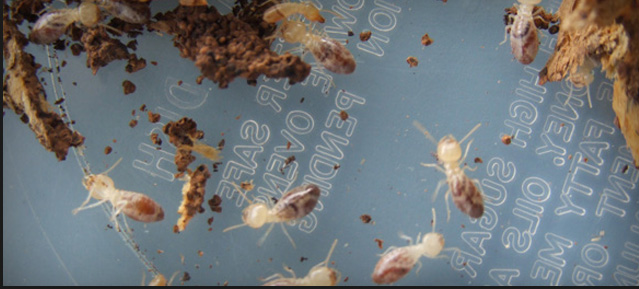 Natural Termite Control and non-toxic Treatment, A Natural way to get rid of termites. Dupont Altriset, Natural Termite Control Companies and Prevention.