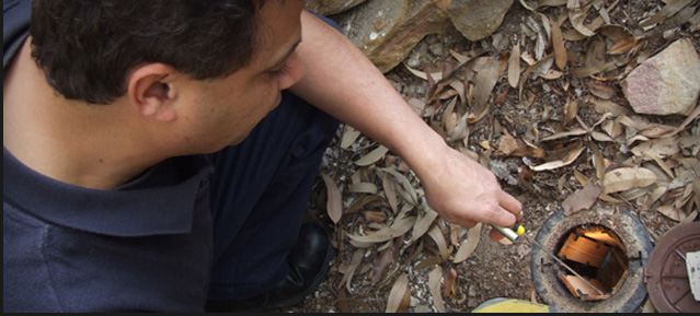 Checking In ground termite bait stations, white ants in Sydney New South Wales Australia