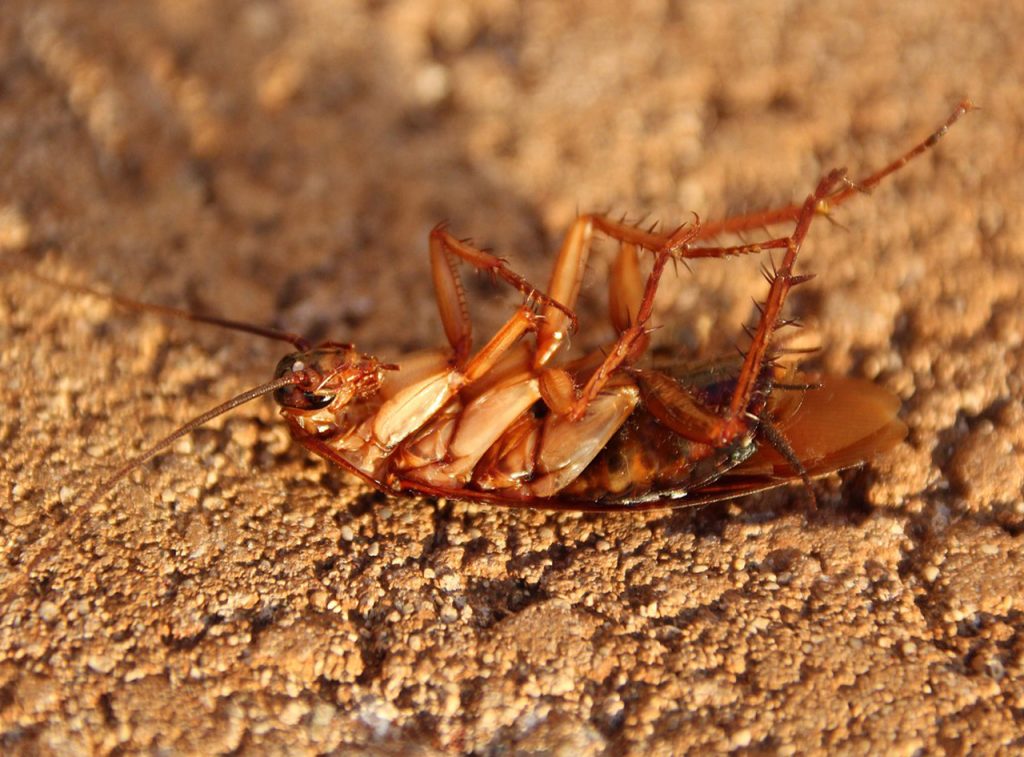 German Cockroach Extermination Pest Control and Natural Roach Repellents