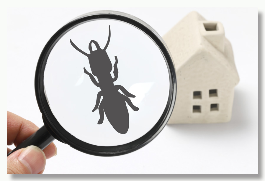 Real estate termite inspection before buying a house. Hire a professional termite inspector before purchasing a house.