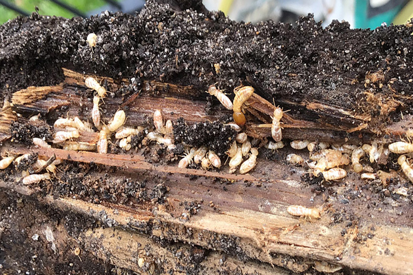 Termites in damp wood in backyard on ground, DIY White Ant Treatment.