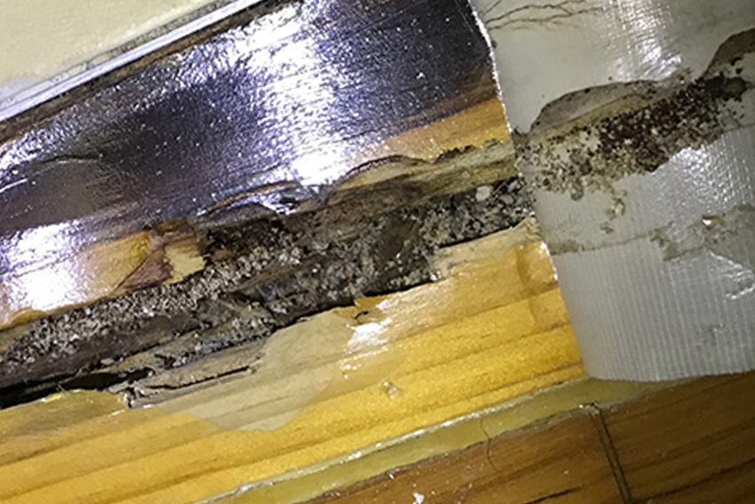 Termite Pest control treatment, Liverpool Sydney and white ants pest How To Treat A Mobile Home For Termites