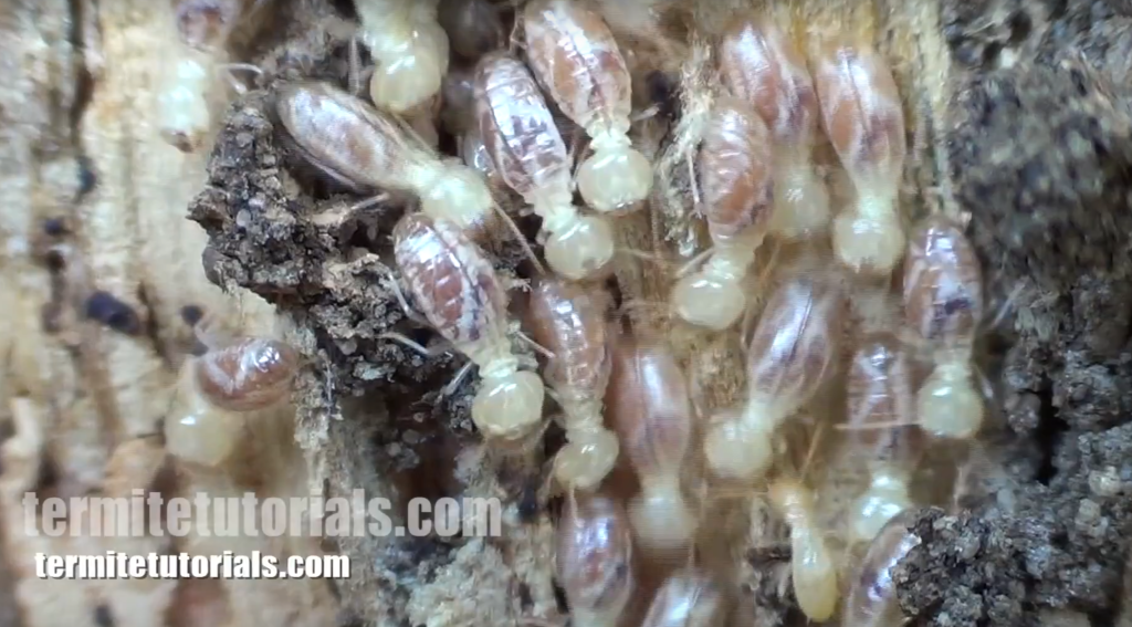 Do Termite Eat live trees and live wood? Termites eating trees, tree roots, Cedar Wood - Schedorhinotermes Intermedius the most destructive Australian species and rarest