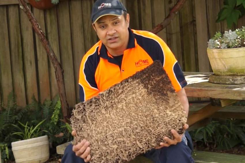 Termite Nest Found Under Floorboards. Worried about Buying a House with Infestation?