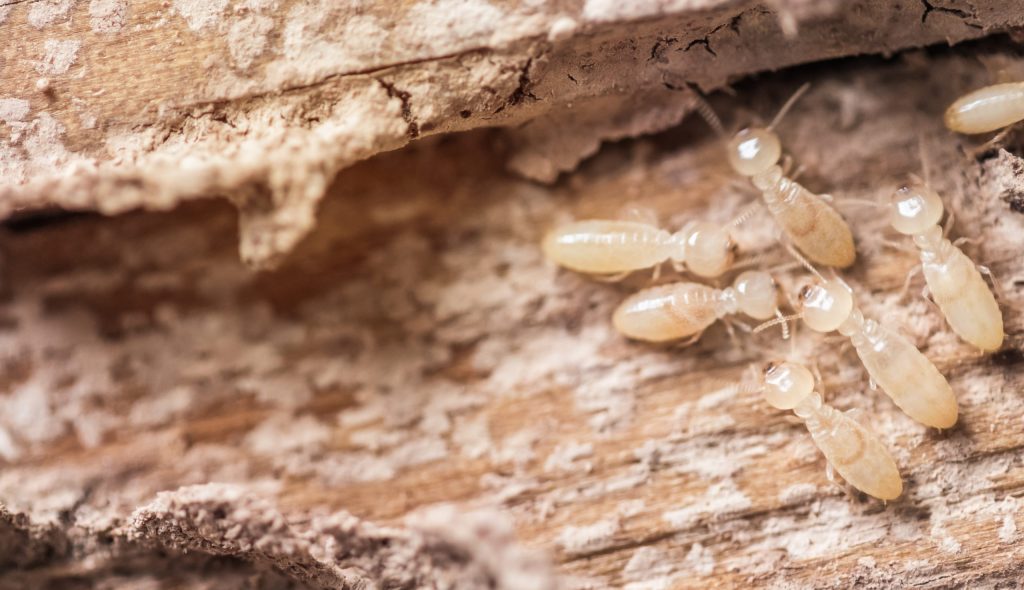 White Ant Infestation termites in House, How to tell if termites are active, Active Termite Infested Wood.