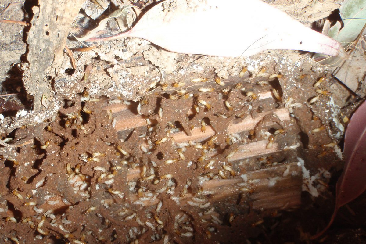 Damaged wood eaten by Termites, Termite Pest control treatment, White Ant Pest Control Treatment, Termite Control Company Near Me. Liverpool Sydney