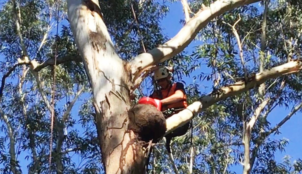 Arboreal Termite Nest in Sydney - Nasutitermes Walkeri Treatment, Termite Nests in Trees