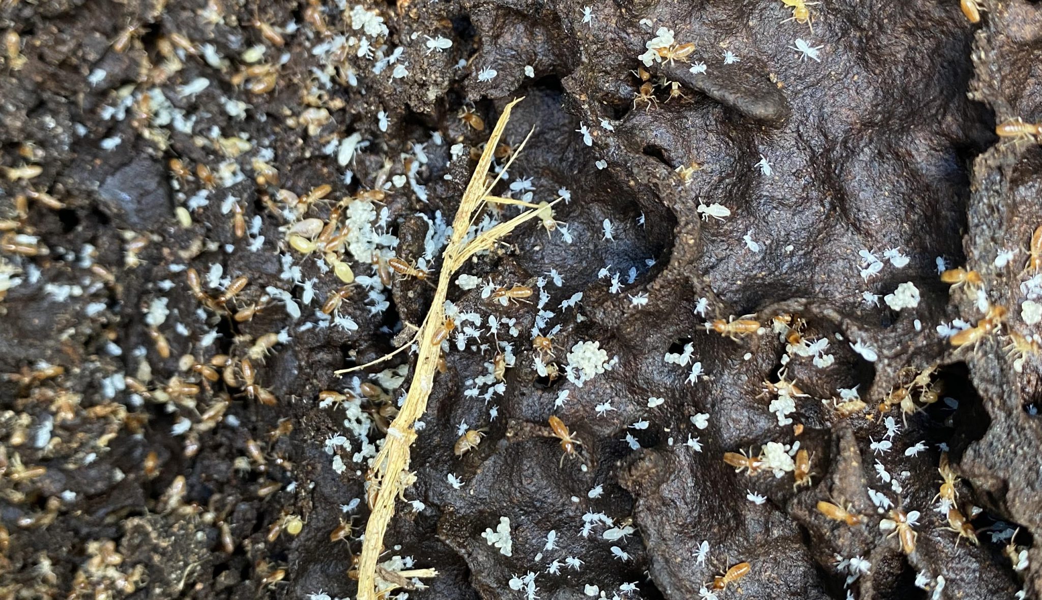 Aboreal Termite Nest in Trees, Termites in Trees. Nasutitermes Walkeri