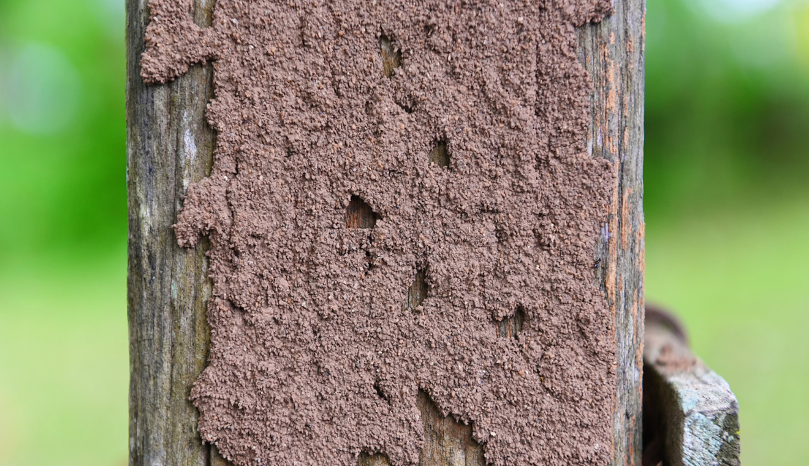 Wooden stump eaten by termites. Evidence of Termites in Homes. What Are Early Signs of Termite Damage?