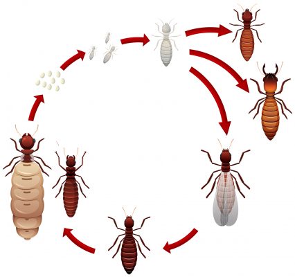 Subterranean Underground Termite Treatment. A termite life cycle illustration