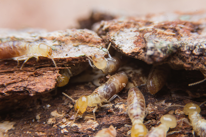 Termite Eradication and white ants nest removal cost, Subterranean Underground Termite Treatment.