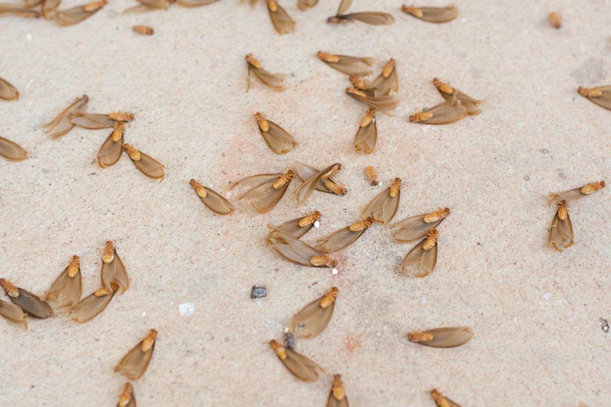 Winged termites (alates) on floor, Early Signs of termite damage, termites in ceiling and damage drywall