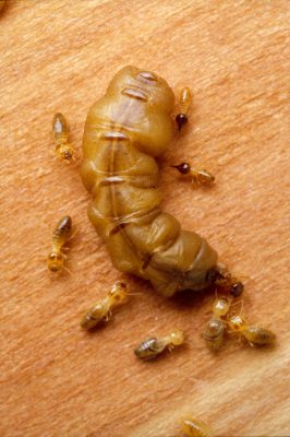 Mature Queen Termite, Finding termite treatment options, advanced pest control.