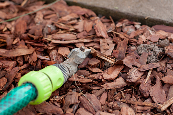 Do termites need water, Termites on the ground Treatment.