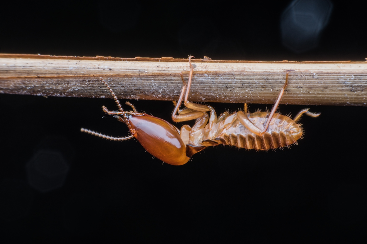 Close up Soldier Termite on branch, drywood, subterranean, pacific dampwood, formosan subterranean and coptotermes formosanus species.