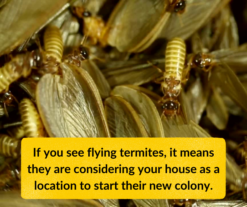 Winged Termite Life Cycle Stages of flying termites, Subterranean Life Cycle of White Ants.