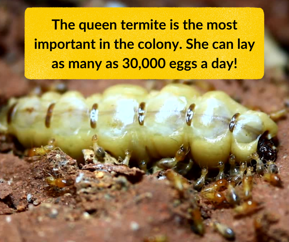 Queen Termite can lay as many as 30000 eggs a day