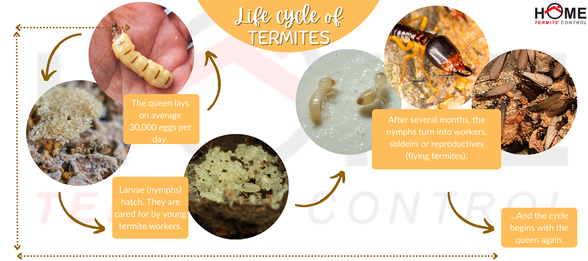 Home Termite Control Infographic: Life cycle of Termites