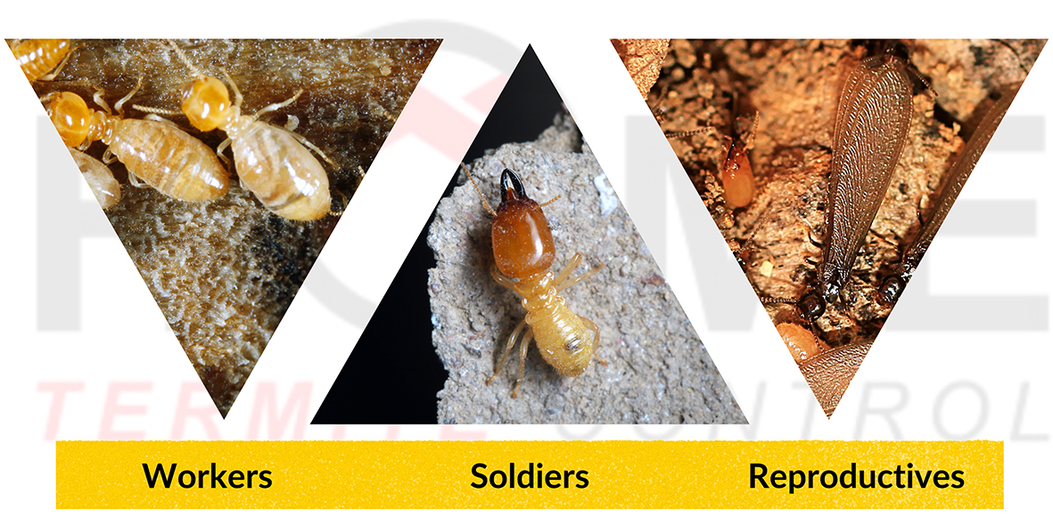 Home Termite Control-Workers, Soldiers and Reproductives