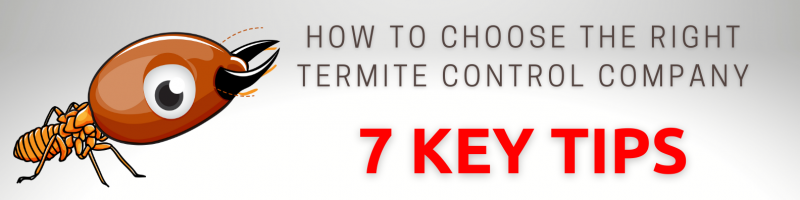 Top 7 Tips For Choosing Your Termite Pest Controller
