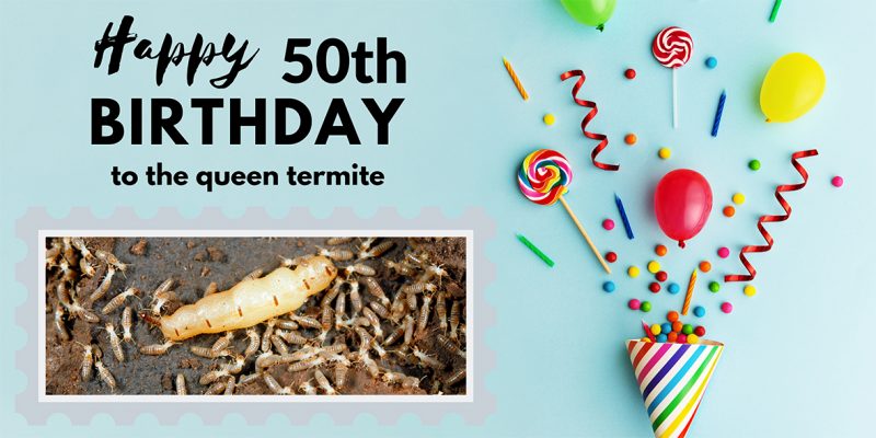 How Long Does a Termite Queen Live, How long do swarming flying Termites live and termite lifespans.