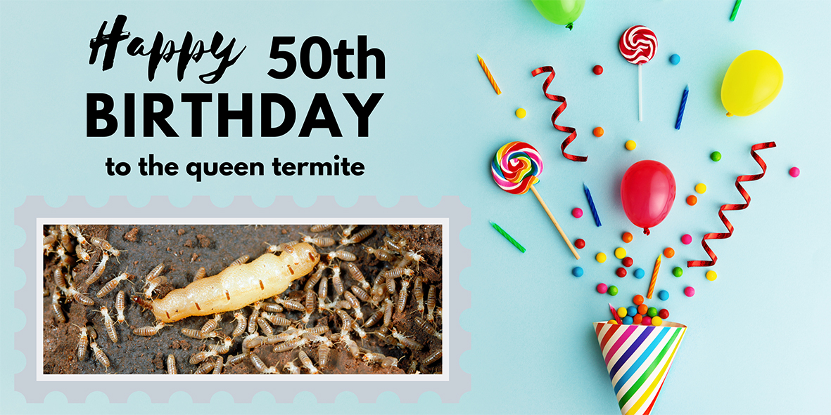 How Long Does a Termite Queen Live, How long do swarming flying Termites live and termite lifespans.