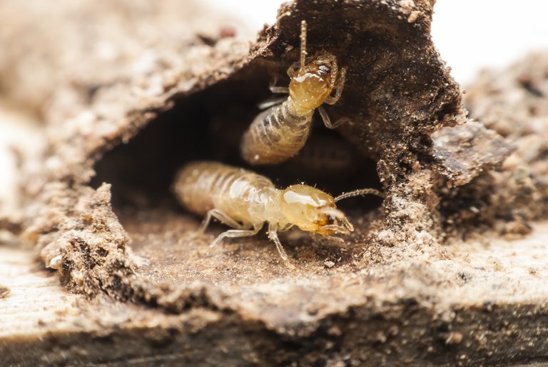 How Long Does a Termite Live, swarming flying Termite Queen