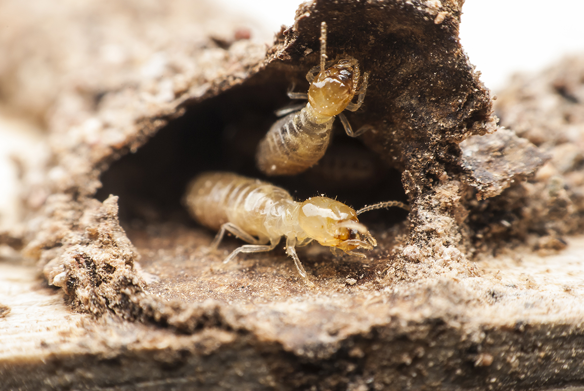How Long Does a Termite Live, swarming flying Termite Queen