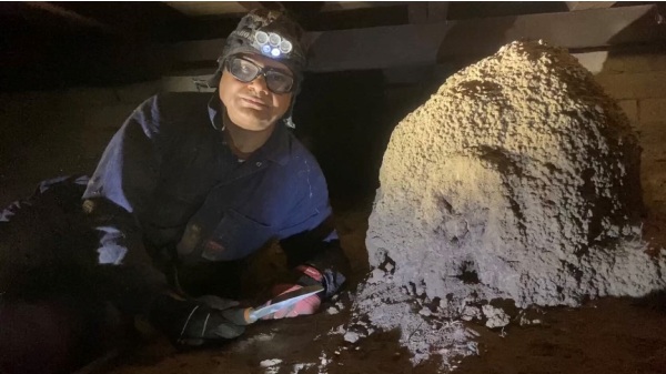 Photo of man inspecting termites