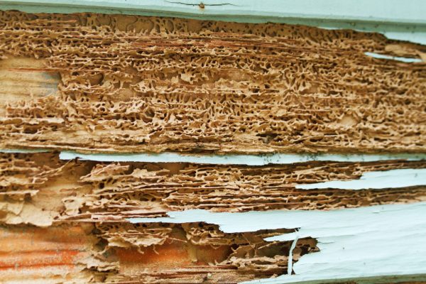 Termite damage