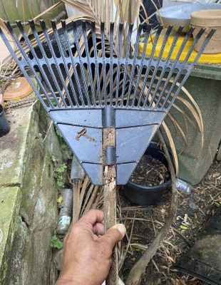 Termites consumed the handle of the rake.