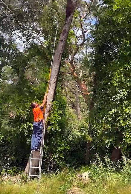 Expert Termite Control Across Sydney