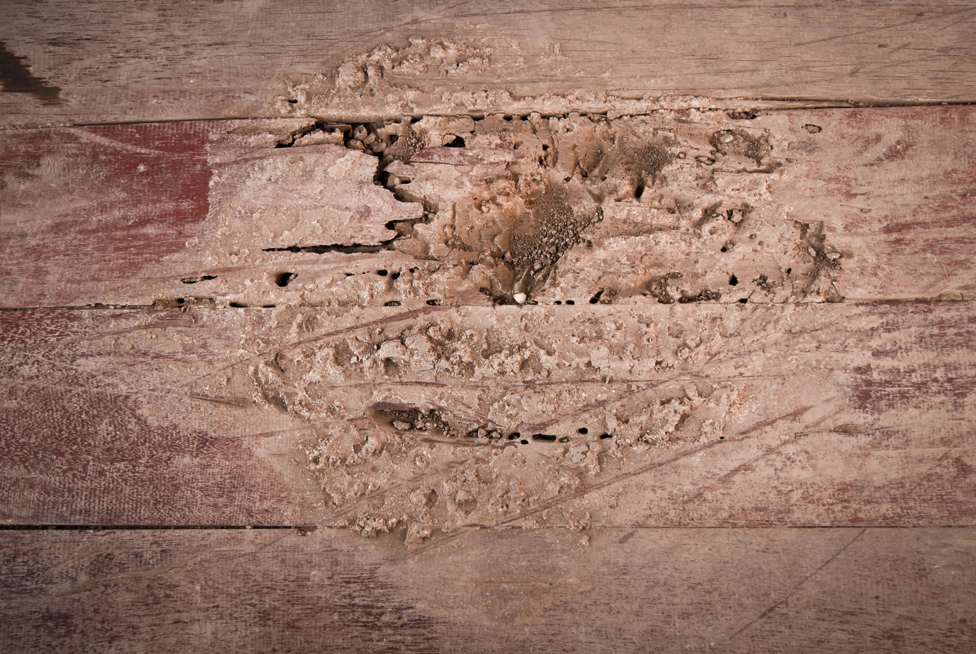 Building and Termites inspection detailed report, cost and process